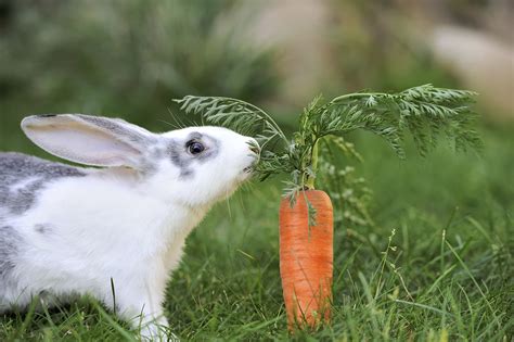 Unhappy Bunnies: Prepare for a Carrot-Crunching Battle Royale!